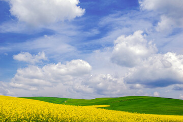 Obraz premium oilseed rape, yellow fields cultivated with this energy plant.