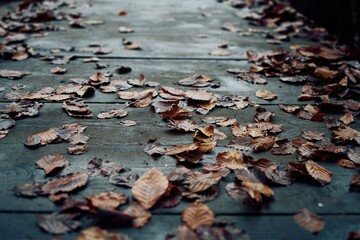Leaves in the autumn forest. Autumn landscape. Biogradska Gora National Park, Montenegro.