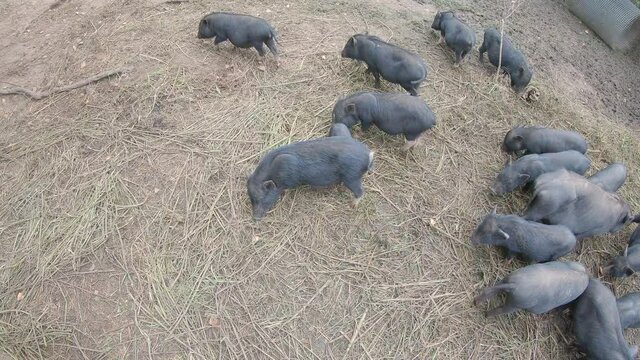 Small, black piglet sucks milk from a sow. Under the open sky, good weather. Black minipigs