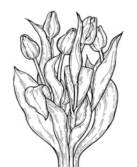 Tulip flowers bouquet. Vector botanical illustration. Bohemian wedding invitation. Spring holiday. Coloring book page for adult. Hand drawn artwork. Black and white