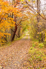 Obraz premium 秋 泉ヶ岳山麓