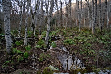 Water in the autumn forest. Leaves and trees. Biogradska Gora National Park, Montenegro.