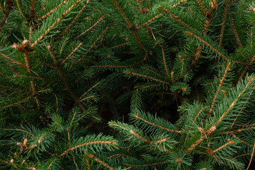 Background christmas tree branches