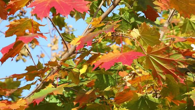 Autumn trees.Beautiful view of orange maple leaves against a clear blue sky.Swaying maple branch with colorful foliage orange yellow red on a Sunny day.Natural landscape in October.Closeup