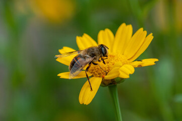 Photo of a golden honeybee on a flower