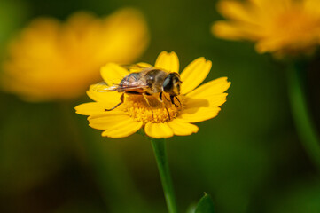 Photo of a golden honeybee on a flower