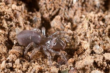 Purse web spider (Atypus affinis), Liguria, Italy.