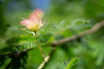 Belmonte Arboretum Wageningen