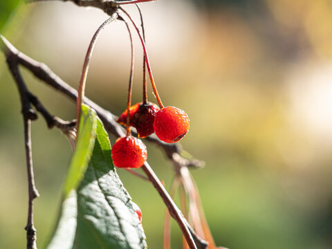 Malus baccata