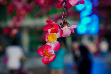 Orchid flower in the garden