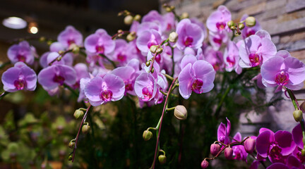 Orchid flower in a flower shop. Floral shop concept.