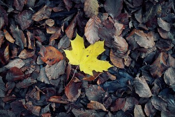 Autumn still life. Moss and leaves. Biogradska Gora National Park, Montenegro.