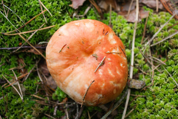 Russula vesca mushrooms in a layer of mass and lichen in the autumn forest