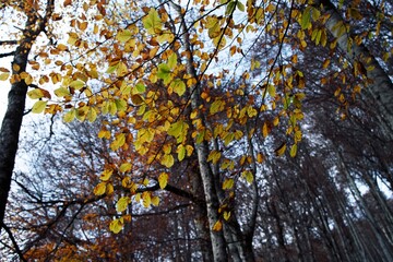 Leaves in the autumn forest. Autumn landscape. Biogradska Gora National Park, Montenegro.