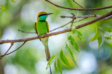bee eater perched on a branch