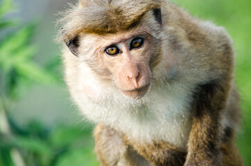 portrait of a macaque