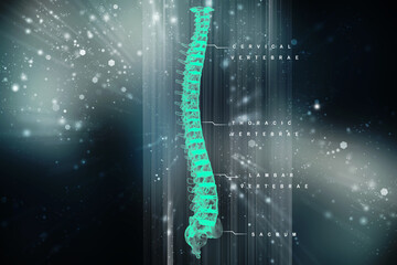 3d illustration human vertebral column
