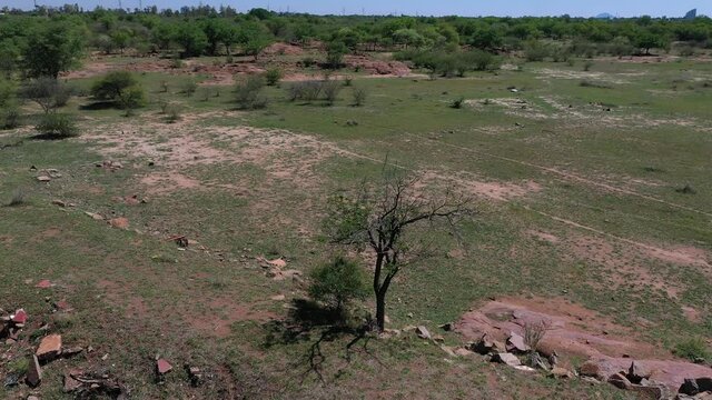 Aerial of African landscape with a dry tree at Gaborone dam in Botswana
