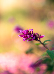 Pink Flower