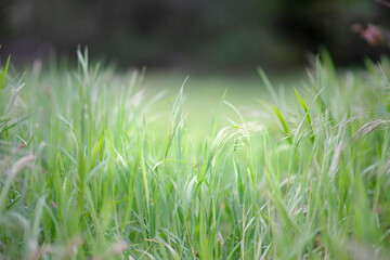 Belmonte Arboretum Wageningen