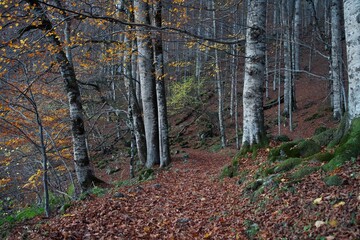 Forest road in the autumn forest. Leaves and trees. Biogradska Gora National Park, Montenegro.