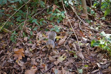 Squirrel is collecting acorns on the autumn leaves