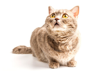 Pretty sitting silver tabby british shorthair cat isolated on a white background