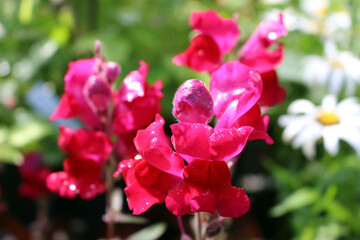A close up of a bright pink orchid flower in a garden
