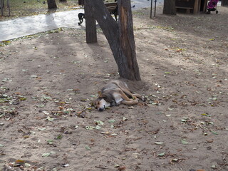 Brown dog sleeping and smile on the pile of sand