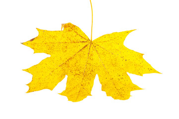 Yellow autumn leaf isolated on the white