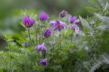 Belmonte Arboretum Wageningen