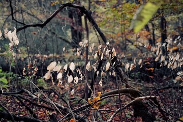 Autumn still life. Moss and leaves. Biogradska Gora National Park, Montenegro.