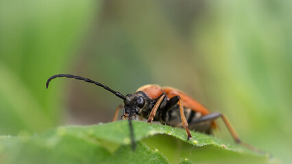 Macro almost frontal shot of a long horned brown beetle sitting on a leaf.