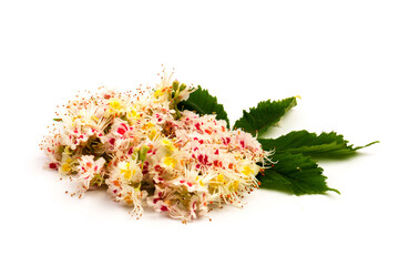 Horse-chestnut (Aesculus hippocastanum, Conker tree) flowers and leaf on  white background
