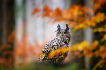 Sitting Eurasian eagle-owl Bubo bubo in wild woodland