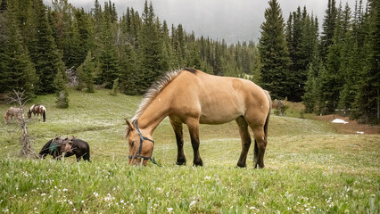 Naklejka na ściany i meble Unsaddled horse grazing on an blossoming alpine meadow in spring (BC, Canada).