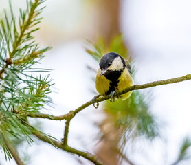Obraz premium Bird tit on a pine branch close up