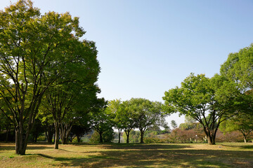Fototapeta na wymiar 鶴見緑地公園