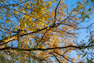 The forest in the fall season