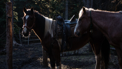 Two backlit tied up horses (paint quarter horse and a strawberry roan gelding) waiting at the...