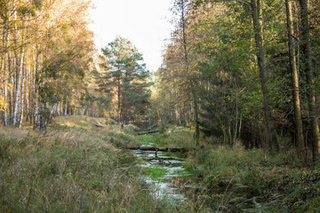 
A small river flowing through the forest