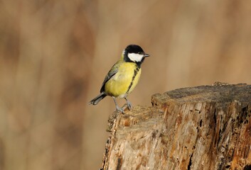 A big tit (Parus major) sits on an old stump on a Sunny autumn morning. Moscow region. Russia.