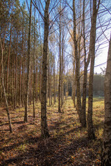 The forest in the fall season