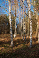The forest in the fall season