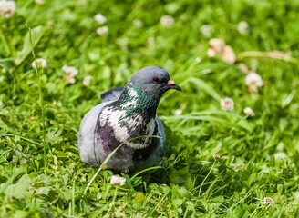 Bird pigeon close up on the grass background in summer