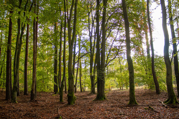 Naklejka premium The forest in the fall season