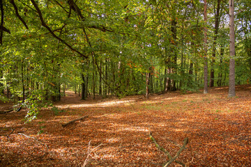 The forest in the fall season