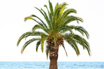 Big green palm tree at the sea