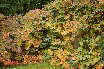 
The wall is covered with leaves in the fall