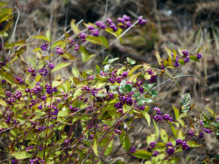 Callicarpa beauty berry  autumn landscape
